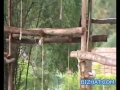 Sri Chamarajendra Zoological gardens