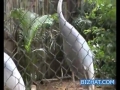 Sri Chamarajendra Zoological gardens